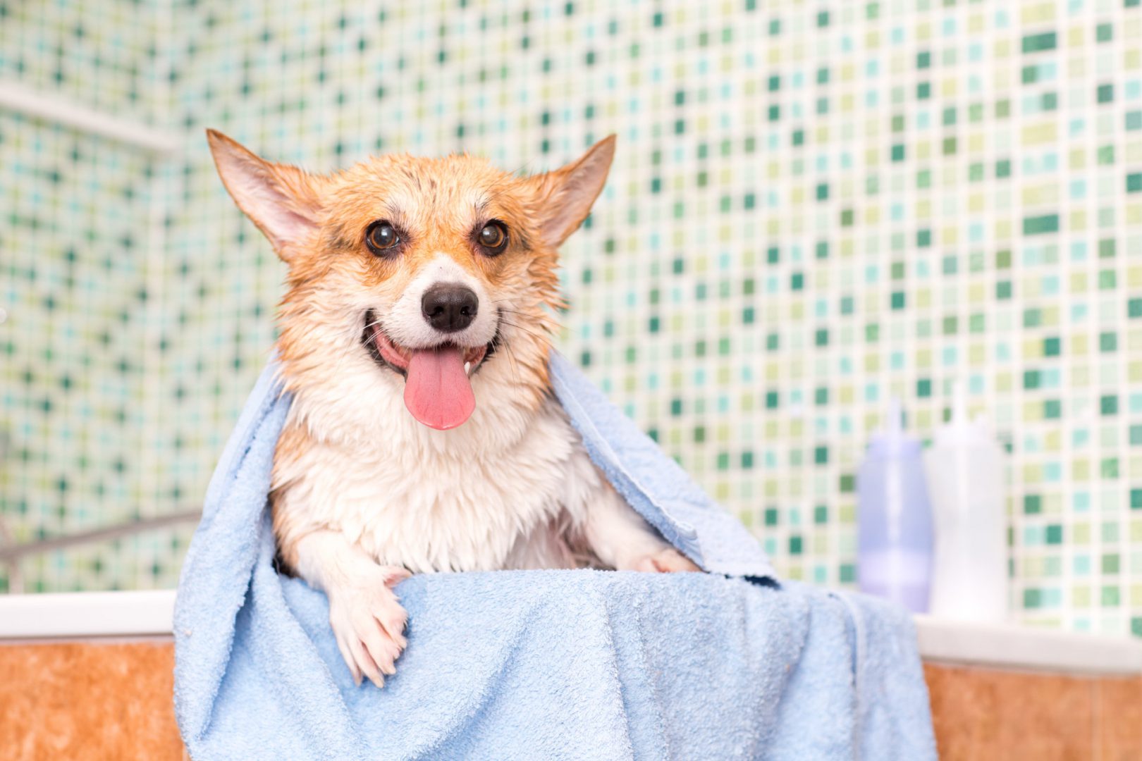 corgi-dog-with-towel-after-wash-bath